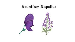 Aconitum Napellus Sketch Notes  Materia Medica  homeopathy homeopathicmedicine materiamedica [upl. by Dorella519]