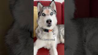 My husky says happy friyay huskies siberianhusky cutedogs celebrateyourself doglove dogshorts [upl. by Name235]