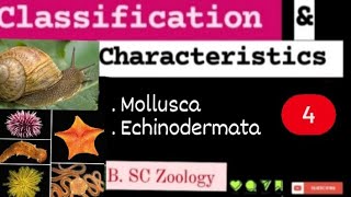 Classification amp Characteristics  4 l Mollusca l Echinodermata l BSc Zoology l kkeducationn [upl. by Scammon]