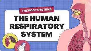 respiration system  complete explanation with full details pdf [upl. by Lacsap243]