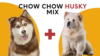 All About Chow Chow Husky Mix aka Chusky [upl. by Pozzy360]