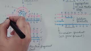 INVERSION Chromosomal Aberration Part 2 Genetics [upl. by Leary]