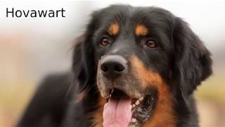 Hovawart  medium size dog breed [upl. by Noxaj]