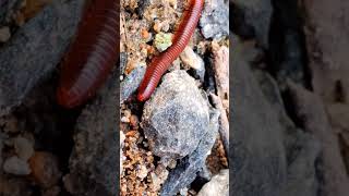 millipedes 008 1 millipede cuteanimal animals [upl. by Ffirahs]