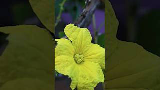 How to pollinate  Ridge gourd flowers🏵🏵 [upl. by Amerd]