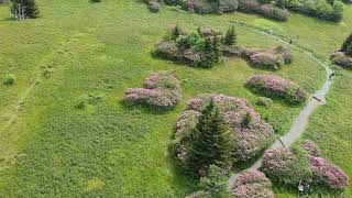 The Appalachian Adventurer Roan Mountain Rhododendrons [upl. by Cosimo]