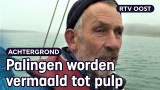 Herstel palingstand visser Frans vangt paling om de soort te redden  RTV Oost [upl. by Hayward445]