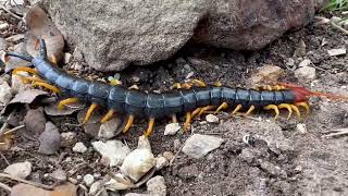 Texas Redheaded Centipede [upl. by Kynan]