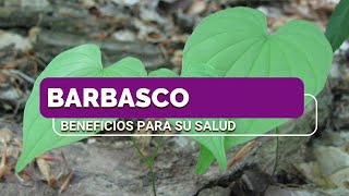 BARBASCO [upl. by Tatum]