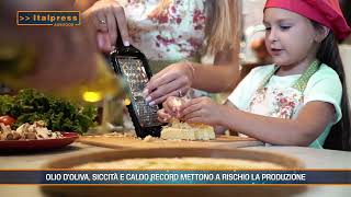 Gastronomia olio doliva agricoltura Parmigiano Reggiano  Agrifood Magazine [upl. by Leakim137]