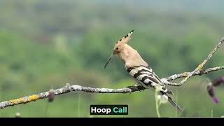 Hoopoe Bird [upl. by Nahtnahoj]