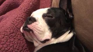 Funny Boston Terrier Sleeping [upl. by Dunlavy]