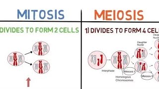 Mitosis vs Meiosis Understanding the Key Differences Between Mitosis and Meiosis [upl. by Papotto]