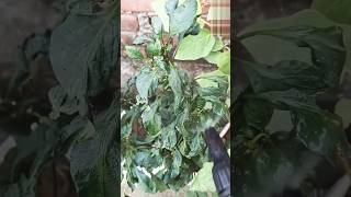 Leaf curl disease ko kaise theek Karen gardening leafcurl plants viralvideos trendingshorts [upl. by Zack556]