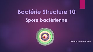 Bactérie Structure 10 SPORE BACTERIENNE sans musique de fond [upl. by Argyle]