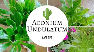 How to take care of Aeonium Undulatum  Succulent tips [upl. by Rehpotsihc]