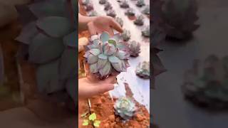 How to Harvest Succulents Like a Pro 多肉植物  다육이들  Suculentas plants [upl. by Ymrej97]