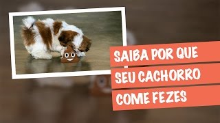 Por que seu Cachorro Come Fezes Coprofagia [upl. by Aynotel]