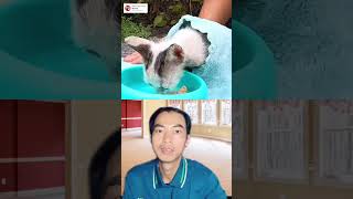 Rescue a kitten rescue animalsoftiktok rescueanimals cat kittens [upl. by Asirak712]