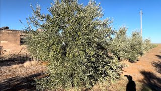 Oliveto Giovane🌳 Produzione🫒 30 settembre 2024 [upl. by Redyr]