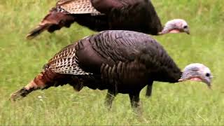 quotThe TURKEY is MELEAGRIS Native to AMERICAquot [upl. by Norej847]