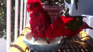 Red Lory and chattering Lory [upl. by Arodoet]