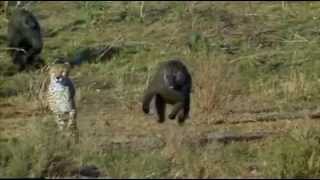 Baboon chasing Cheetah [upl. by Chip]