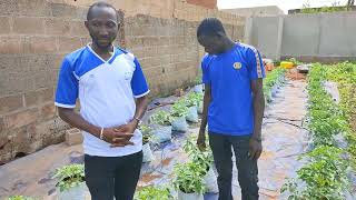 suivre les bénéficiaires de la formation hors sol agripreneur de tomate a Bobo Komboigo levie [upl. by Atteuqaj]