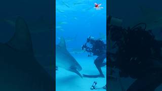 Tiger Shark diver and sharks on a busy day Tiger Beach Bahamas [upl. by Mcripley]