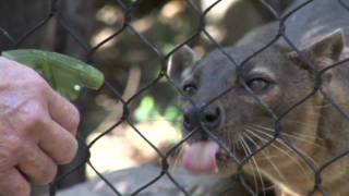 Hansel the Fossa [upl. by Eillas]