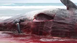 Unbelievable Whales Stomach Explodes Unexpectedly [upl. by Yruy]