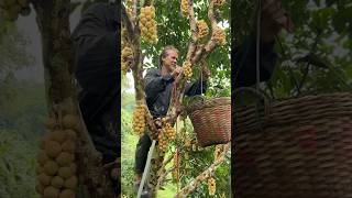 Hardworking Amazing Thai fruit harvesting process  Street Food Thailand [upl. by Airrat572]