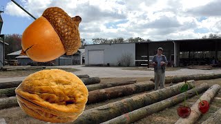 Softwood vs Hardwood What is the Difference [upl. by Chadd895]