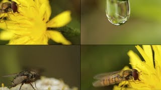 How to Shoot Super Macro with Canon kit Lens 1855mm [upl. by Onfre]