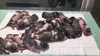 Malnourished Dog Was Pregnant Gave Birth in Difficult Conditions But Fortunately 14 Puppies Safe [upl. by Neelik]