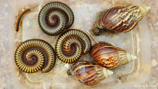 Pop 3 Snails On The Road And 3 Giant Millipedes In The Evening  Snails  Big Bugs  Millipedes [upl. by Gayler871]