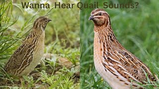 Quail Sounds [upl. by Glover806]