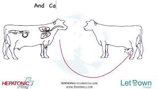 Mycoplasma Mastitis in Cattle  Most difficult mastitis in Cattle [upl. by Alba]