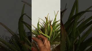 Hamen aloevera ka paudha Jarur Lagana chahie [upl. by Ainehta]