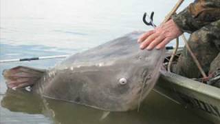 World Record Catfish BIGGER Than The Boat [upl. by Axel508]