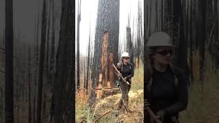 cut the forest tree with iron shorts youtubeshorts [upl. by Annaoi]