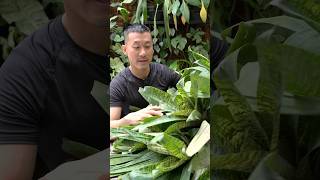 Easy Bromeliad General Care Tips  Vriesia ospinae var gruberi [upl. by Aivun]