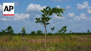 Ancient tree from India may replace petroleum company hopes [upl. by Myrt]