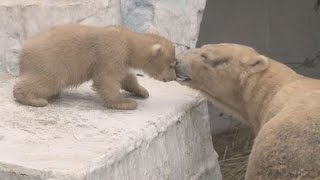 シロクマの赤ちゃん事前公開 大阪・天王寺動物園 [upl. by Calder538]