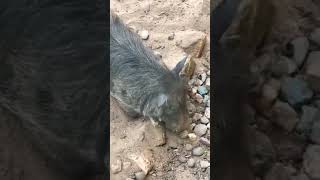 Warthog digging Finding a food animal life experience November 11 2024 warthogs funny short [upl. by Knox]