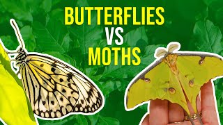 Moths vs Butterflies  How Can I Tell Moths And Butterflies Apart [upl. by Ulrich965]