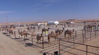 Camels compete in desert beauty pageant [upl. by Millie265]