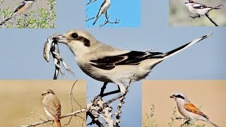 10 minutes documentary about 6 Shrikes of Cyprus by George Konstantinou [upl. by Granny]