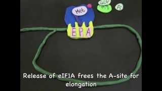 Translation Initiation in Eukaryotes [upl. by Ecnerwal211]