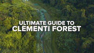 ULTIMATE GUIDE TO CLEMENTI FOREST — The Best Route for Hiking in Singapore [upl. by Anitak361]